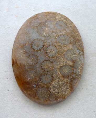 Agatized Fossil Coral Cab from Indonesia