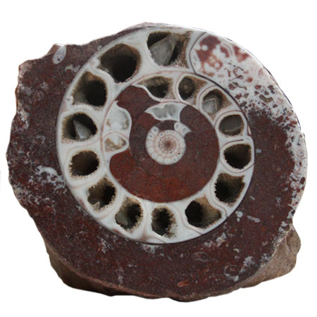 Fossil Ammonite from Indonesia