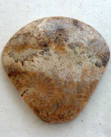 Fossil Coral Cab